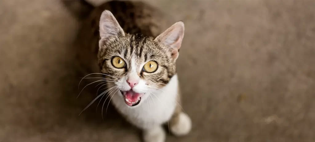 Enfermedades del corazón en perros y gatos: señales y cuidados