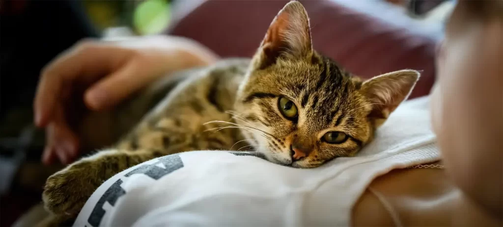 Enfermedad renal en gatos: síntomas, tratamiento y cuidados