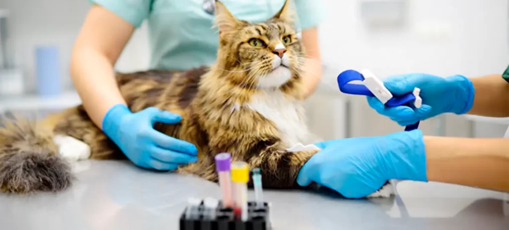Enfermedad renal en gatos: síntomas, tratamiento y cuidados