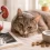 Enfermedad renal en gatos: síntomas, tratamiento y cuidados