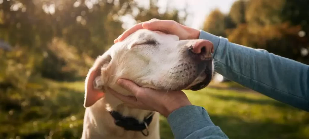 Mi perro tose: causas, cuándo preocuparse y cuándo consultar
