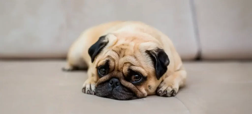 Mi perro tose: causas, cuándo preocuparse y cuándo consultar