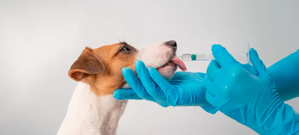 Mi perro tose: causas, cuándo preocuparse y cuándo consultar