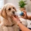 Mi perro tose: causas, cuándo preocuparse y cuándo consultar