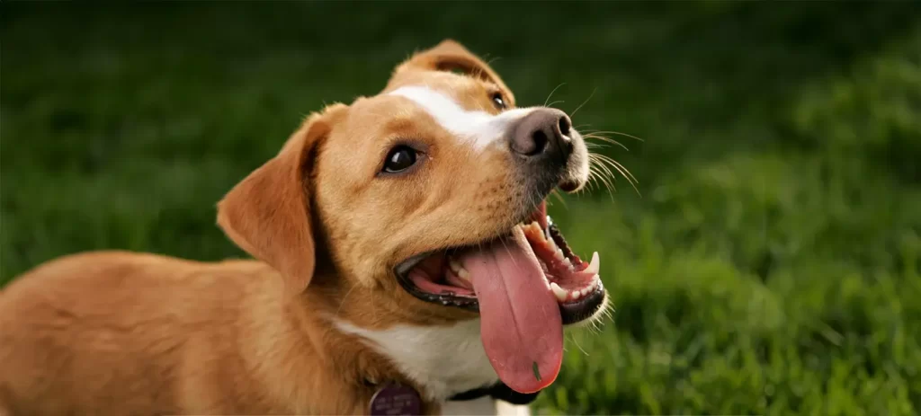 Mi perro respira muy rápido: causas, señales de alerta y cuándo consultar