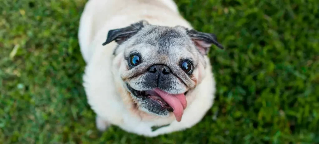 Mi perro respira muy rápido: causas, señales de alerta y cuándo consultar