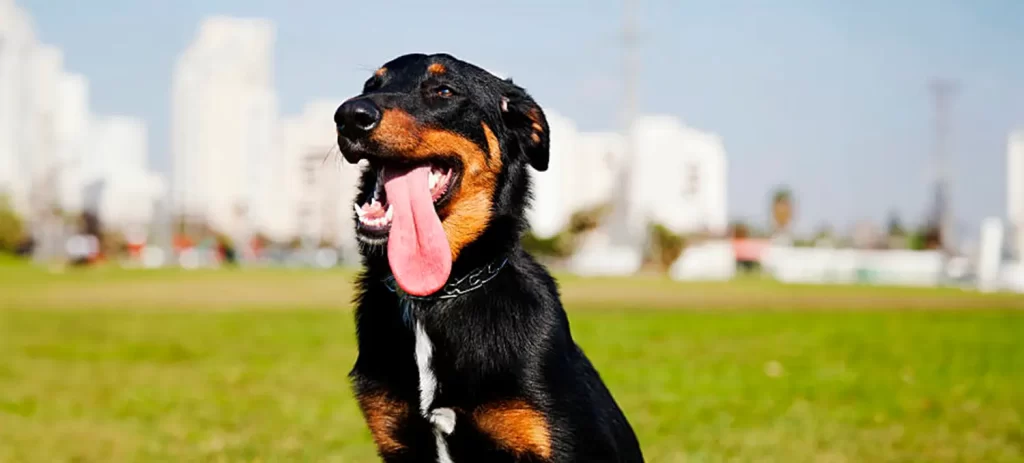 Mi perro respira muy rápido: causas, señales de alerta y cuándo consultar