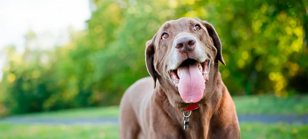 Mi perro respira muy rápido: causas, señales de alerta y cuándo consultar