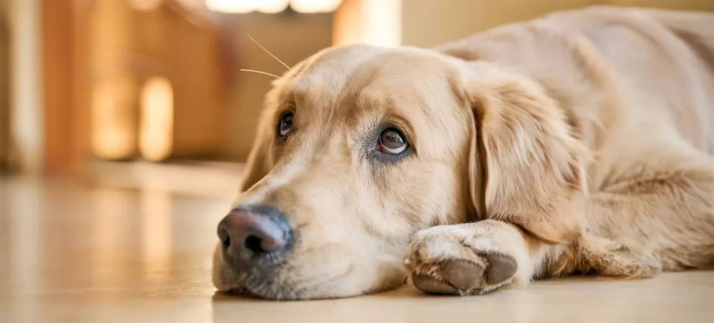 Mi perro vomita amarillo: causas y cuándo preocuparse