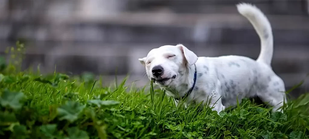 Mi perro vomita amarillo: causas y cuándo preocuparse