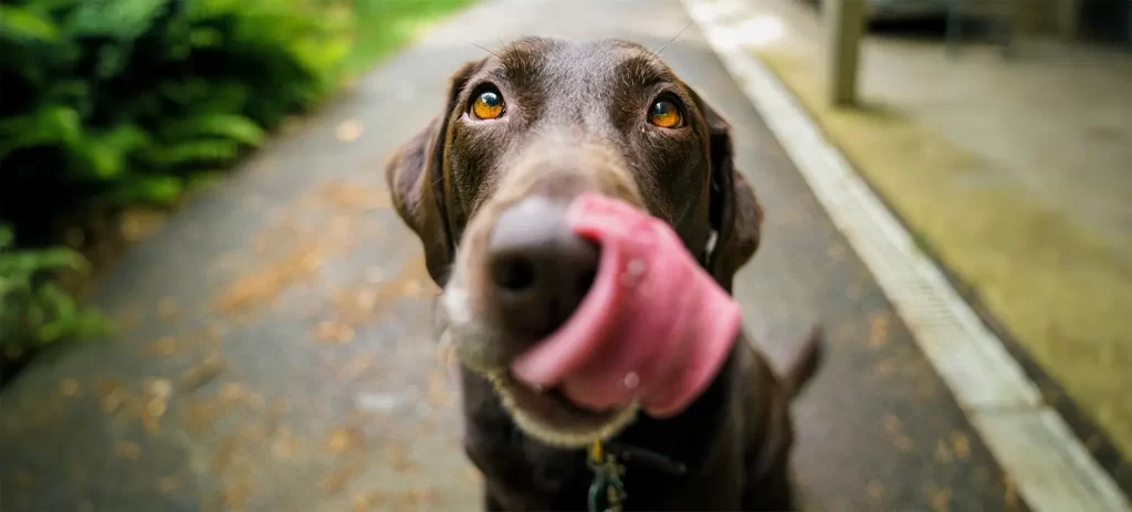 Mi perro vomita amarillo: causas y cuándo preocuparse
