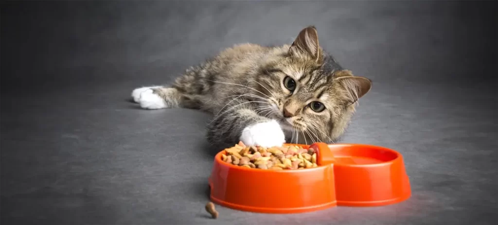 Mi gato no quiere comer: causas y cuándo debes consultar