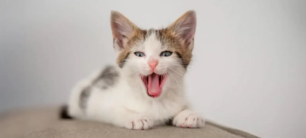 ¿Mi gato respira mal? Señales de alerta y cuándo consultar