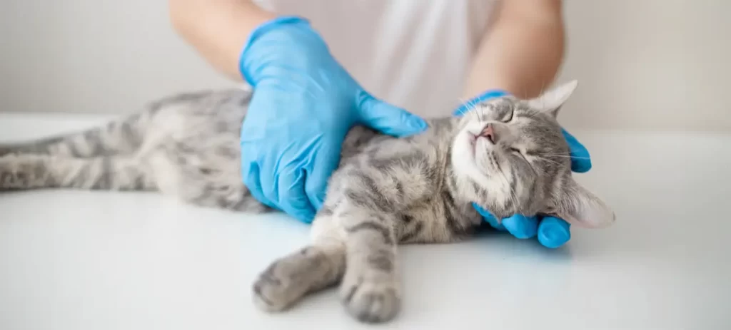 ¿Mi gato respira mal? Señales de alerta y cuándo consultar