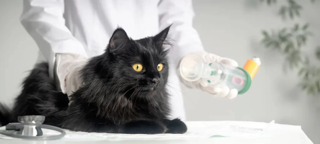 ¿Mi gato respira mal? Señales de alerta y cuándo consultar