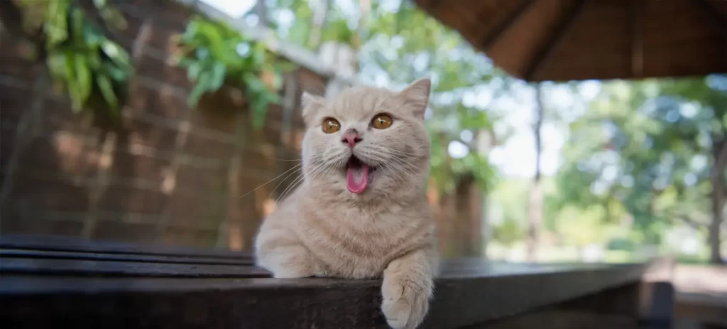 ¿Mi gato respira mal? Señales de alerta y cuándo consultar