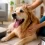 Mi perro respira muy rápido: causas, señales de alerta y cuándo consultar