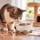 Mi gato no quiere comer: causas y cuándo debes consultar