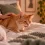 ¿Mi gato respira mal? Señales de alerta y cuándo consultar