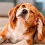 Otitis en perros: por qué vuelve y cuándo preocuparse