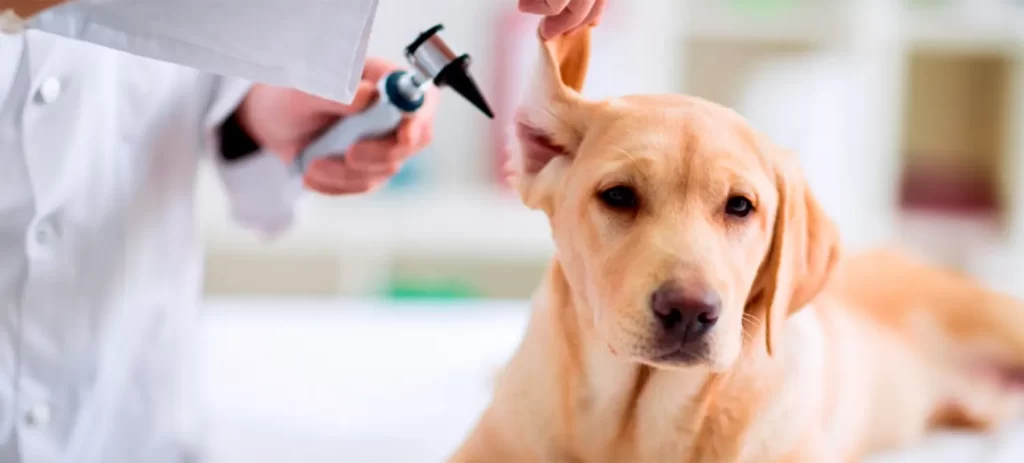 Otitis en perros: por qué vuelve y cuándo preocuparse