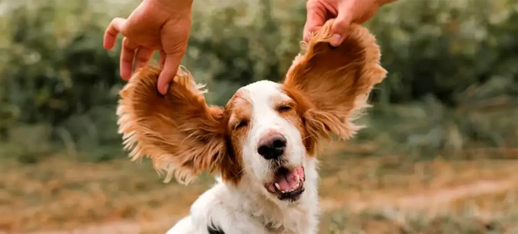 Otitis en perros: por qué vuelve y cuándo preocuparse