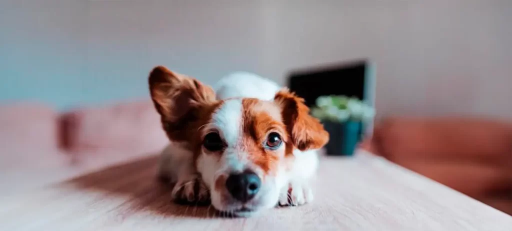 Otitis en perros: por qué vuelve y cuándo preocuparse