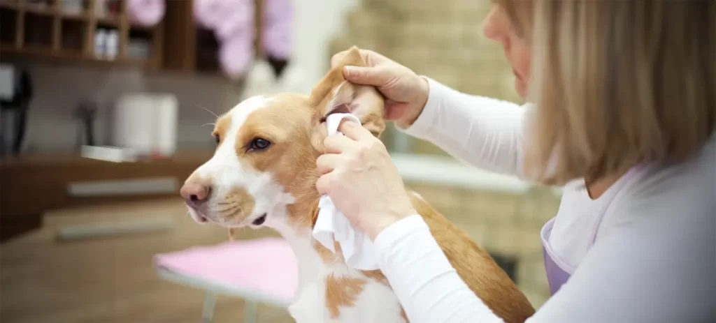Otitis en perros: por qué vuelve y cuándo preocuparse