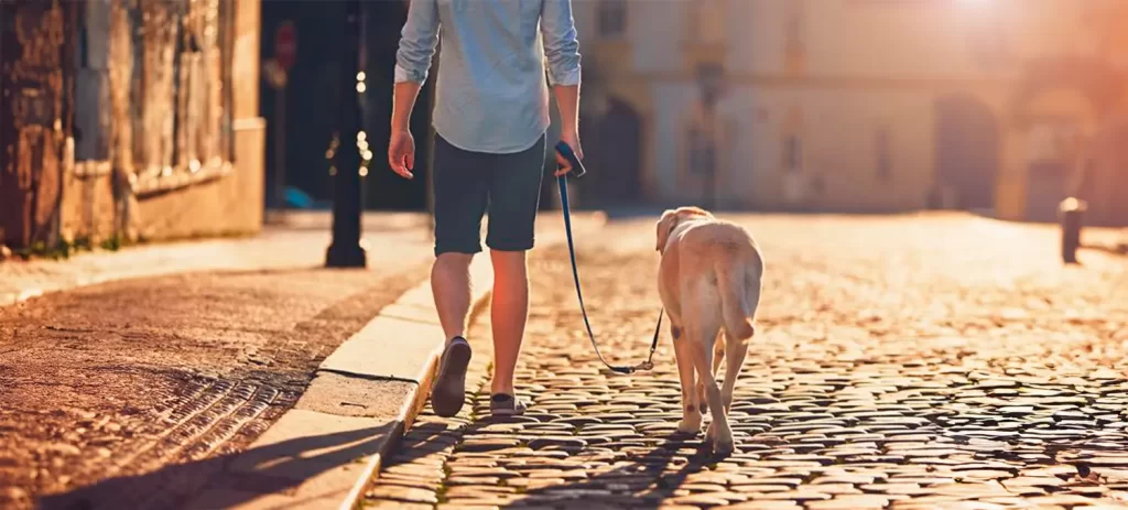 Pasear a tu perro: las señales que podrías estar ignorando