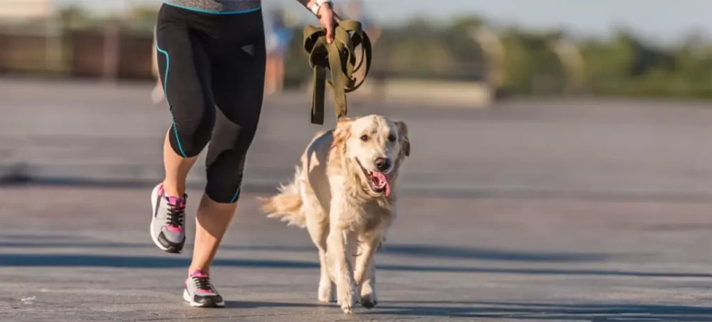 Pasear a tu perro: las señales que podrías estar ignorando