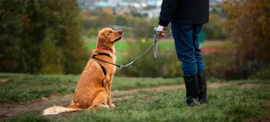 Pasear a tu perro: las señales que podrías estar ignorando