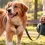 ¿Cómo deben ser las heces de un perro? Guía para reconocer cambios