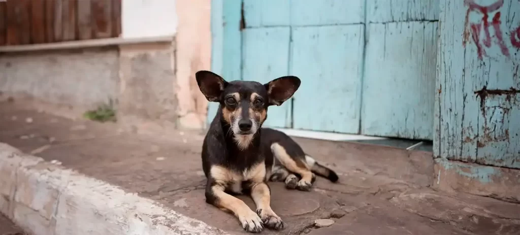 Adoptar un perro adulto: una oportunidad que pocos ven
