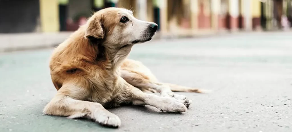 Adoptar un perro adulto: una oportunidad que pocos ven