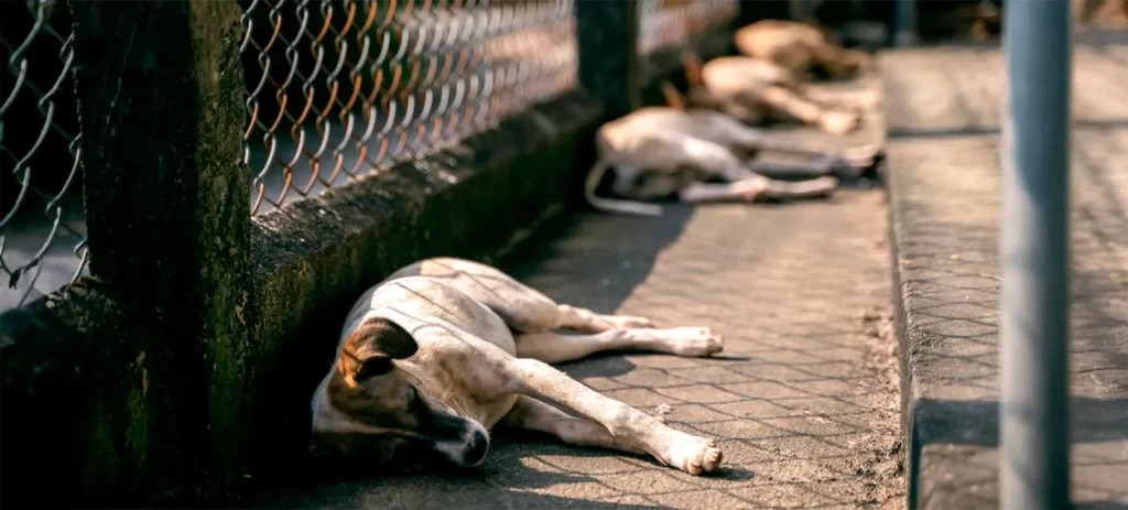 Adoptar un perro adulto: una oportunidad que pocos ven