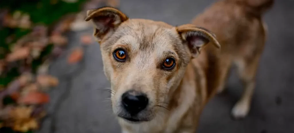 Adoptar un perro adulto: una oportunidad que pocos ven