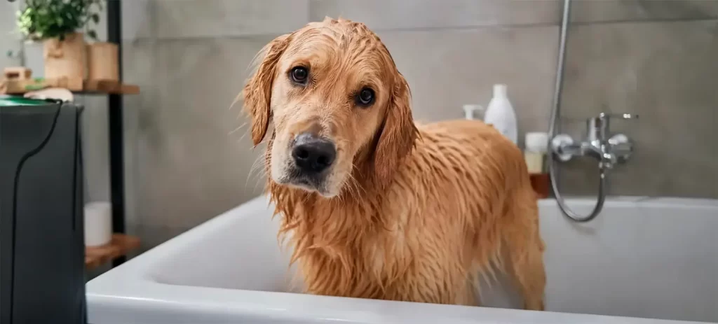 Mi perro huele mal aunque lo bañe: ¿qué puede ser?