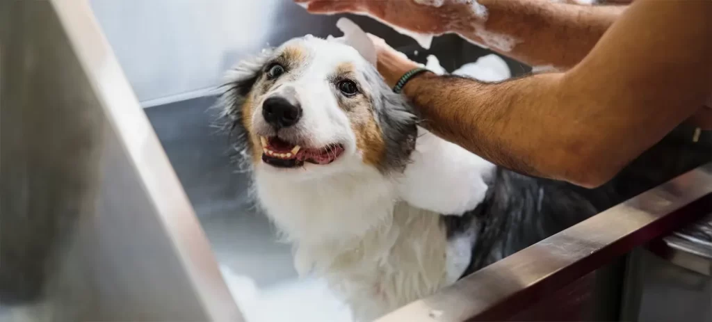 Mi perro huele mal aunque lo bañe: ¿qué puede ser?