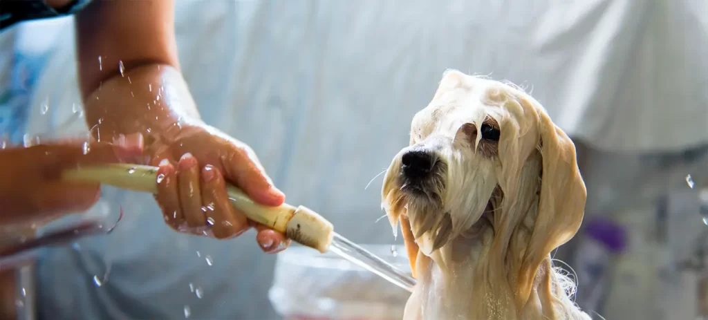Mi perro huele mal aunque lo bañe: ¿qué puede ser?