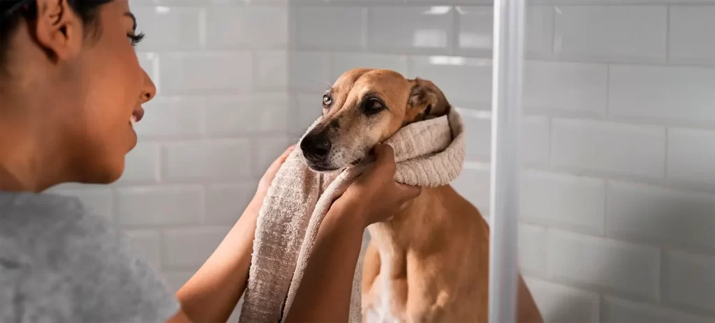 Mi perro huele mal aunque lo bañe: ¿qué puede ser?