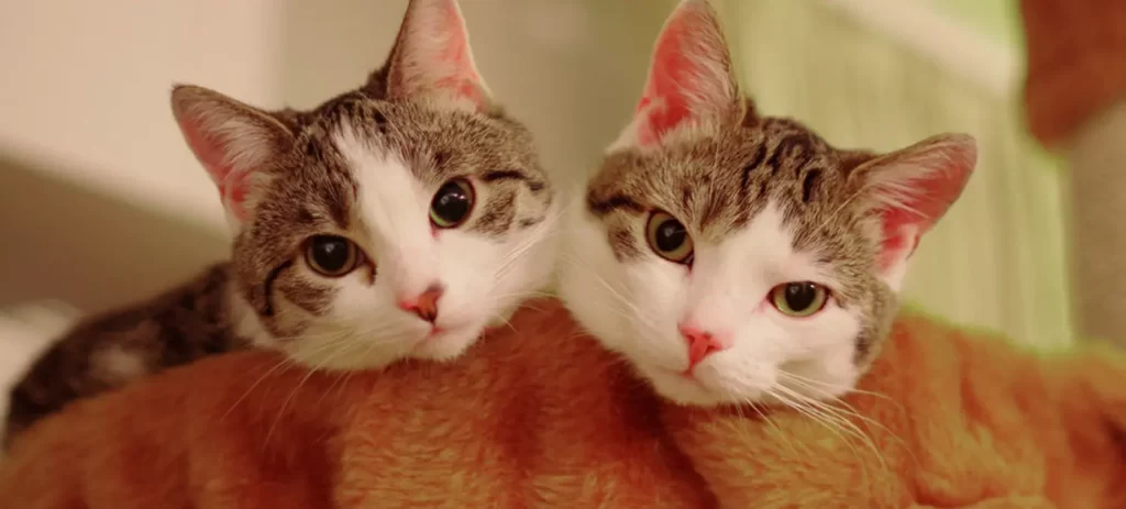 Casa con varios gatos: cómo organizarla y evitar conflictos