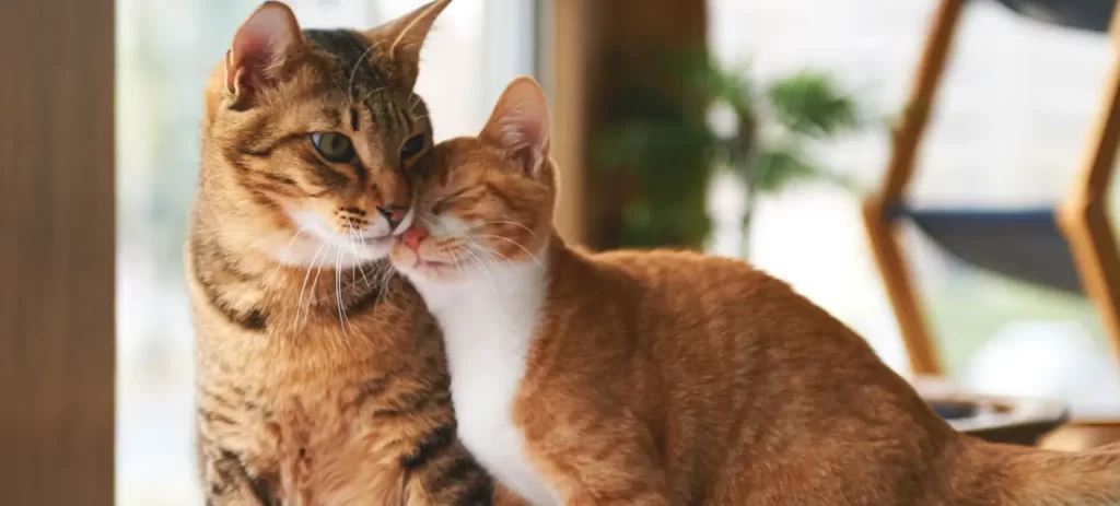 Casa con varios gatos: cómo organizarla y evitar conflictos