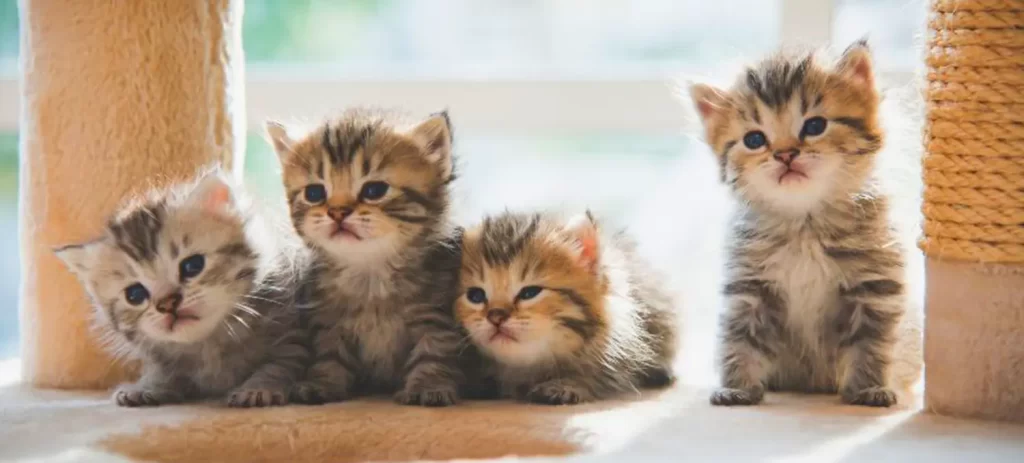 Casa con varios gatos: cómo organizarla y evitar conflictos