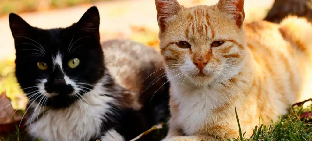 Casa con varios gatos: cómo organizarla y evitar conflictos