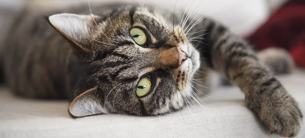 Gato indoor: cómo vivir dentro de casa sin afectar su bienestar