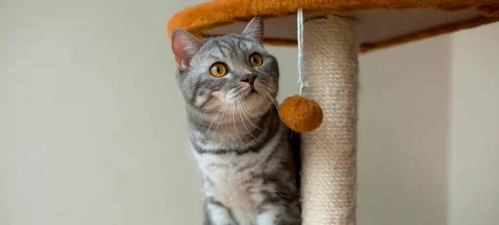 Gato indoor: cómo vivir dentro de casa sin afectar su bienestar
