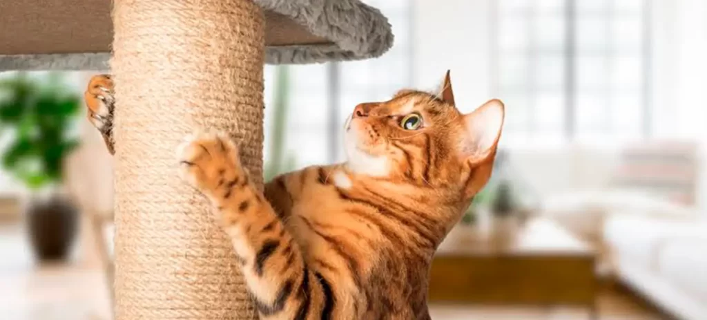 Gato indoor: cómo vivir dentro de casa sin afectar su bienestar