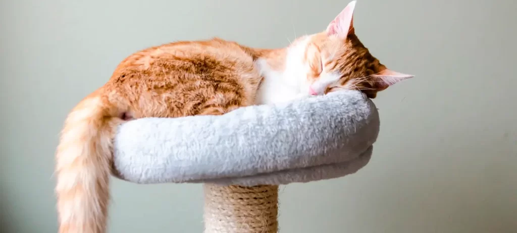 Gato indoor: cómo vivir dentro de casa sin afectar su bienestar