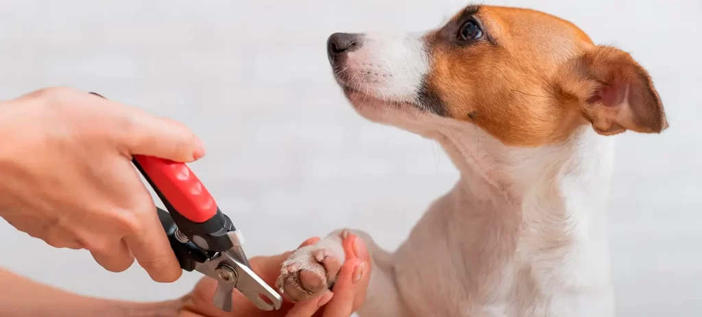 Perro con miedo al veterinario: cómo prepararlo desde cachorro