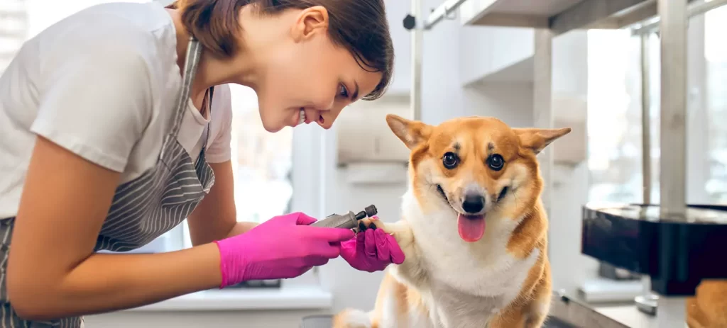 Perro con miedo al veterinario: cómo prepararlo desde cachorro